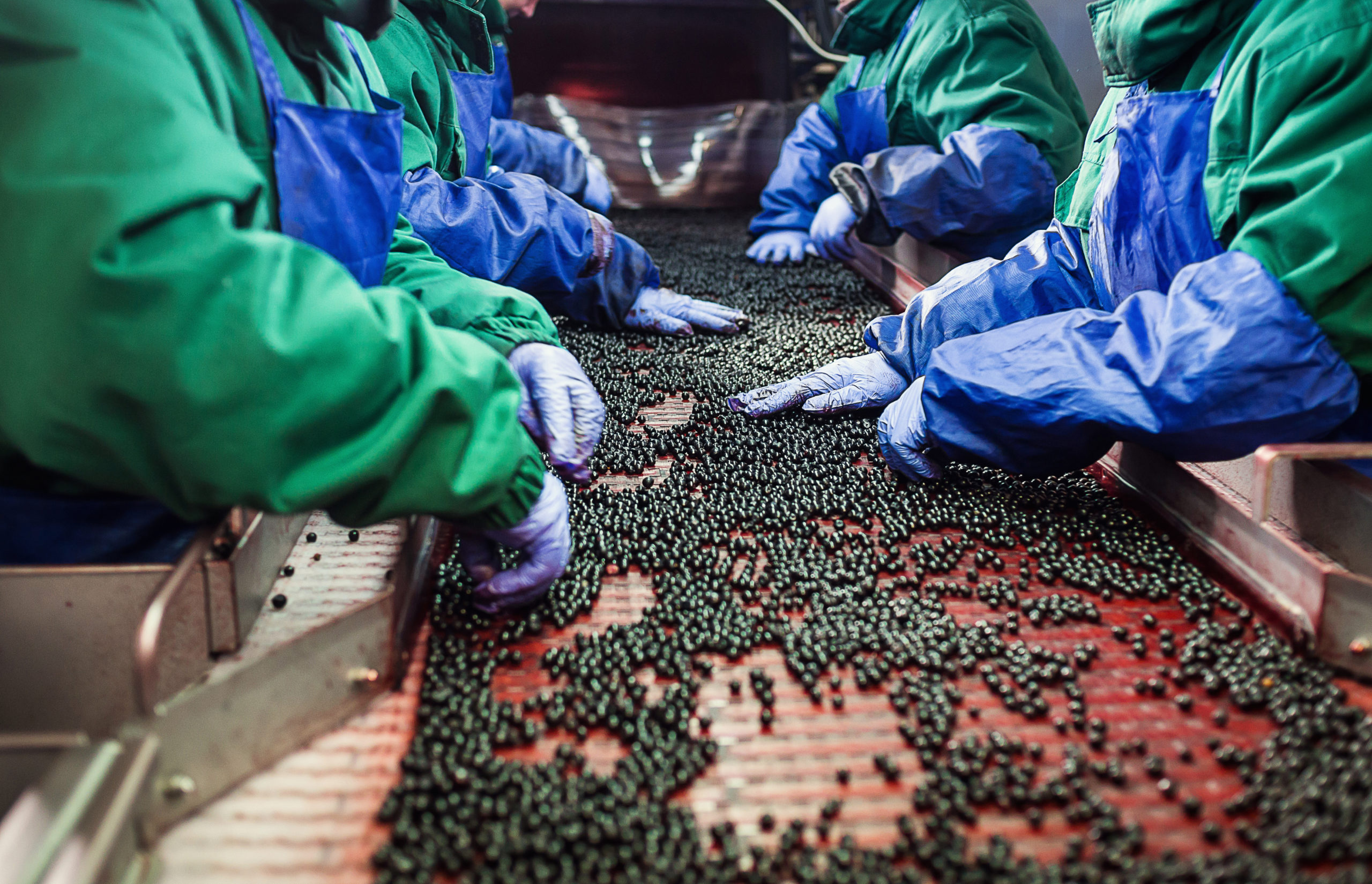 Unrecognizable workers hands in protective blue gloves make selection of frozen berries.Factory for freezing and packing of fruits and vegetables.Low light and visible noise.